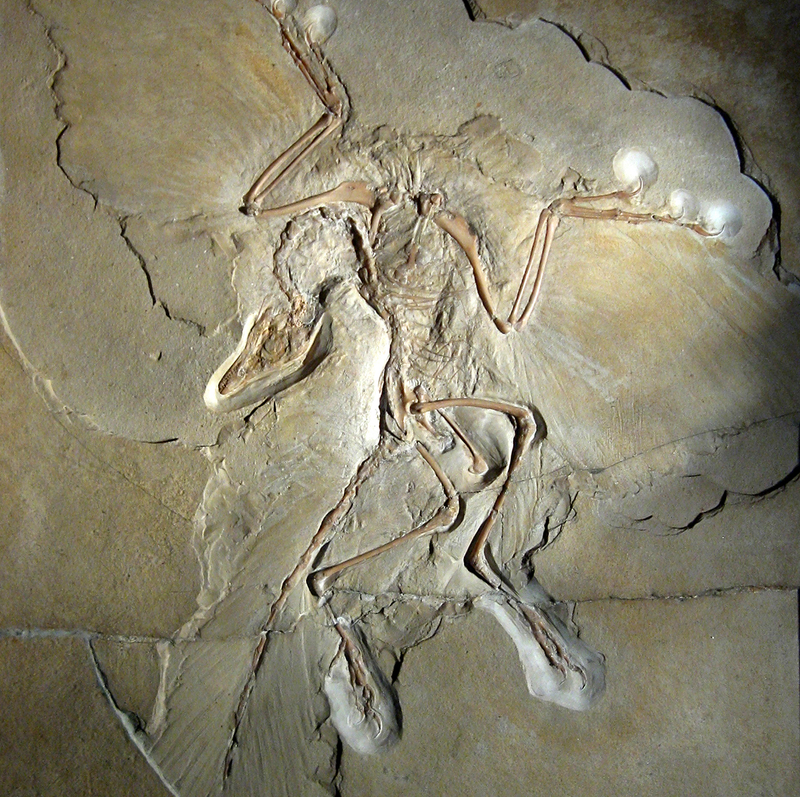 Fósil de un Archaeopteryx. Foto: Vesta / Wikimedia Commons